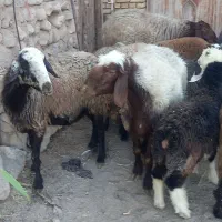 میش افشار .شال.ترکی