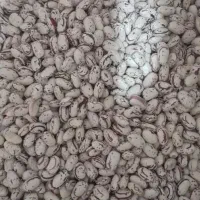 لوبیا چیتی اعلاء