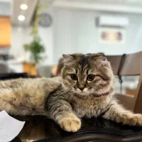 دو گربه اسکاتیش ۶ ماهه|گربه|بجنورد, |دیوار