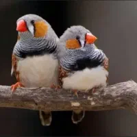 فنج مولد