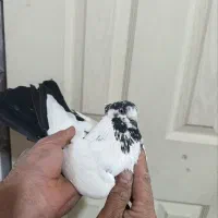 کبوتر|پرنده|تویسرکان, |دیوار