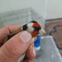 سهره ۴ گل گل بلند بخون حربه دار