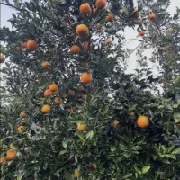 پرتقال تامسون|خوردنی و آشامیدنی|بندر گز, |دیوار