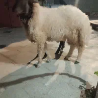 بره قوچی گشبور سنجابی