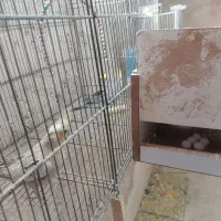 چند عدد پرنده عروس هلندی کوتوله