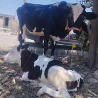 گاوگوساله