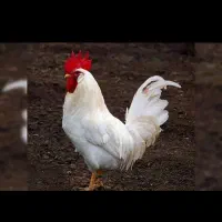 مرغ وخروس جهت قربانی رفع بلا