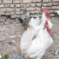 ۲تا خروس یک مرغ۶۰۰|پرنده|تربت جام, شاد|دیوار