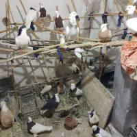 کبوتر طوقی|پرنده|خوشاب, |دیوار