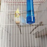 عروس هلندی خوشکل