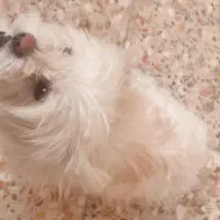 سگ اشپیتزو|سگ|نجفآباد, امام خمینی|دیوار