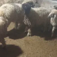 9 شیشک یا برندیل ترکی