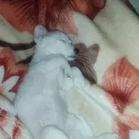 سگ پا کوتاه اشپیتز|سگ|مشهد, بهمن|دیوار