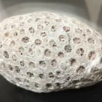 فسیل|کلکسیون اشیاء عتیقه|پاکدشت, پاکدشت (مامازند)|دیوار