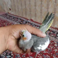 فروش ویژه|پرنده|تربت جام, جامی|دیوار