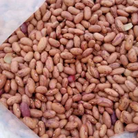 لوبیا چیتی بار نو امسالی|خوردنی و آشامیدنی|شیراز, پودنک|دیوار