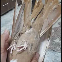 کفتر کلاق کله. سفید نر ماده خیلی عالی هست هفت‌رنگه