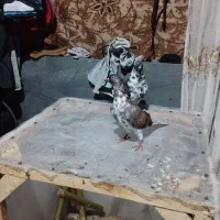 پرنده|پرنده|خمام, |دیوار