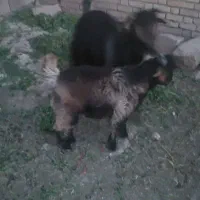 کهره و بز