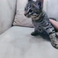 واگذاری رایگان بچه گربه دوماهه نر