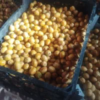 خارک برحی آبادان