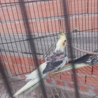 عروس هلندی|پرنده|گنبد کاووس, |دیوار