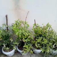 تعدادی گلدان گل
