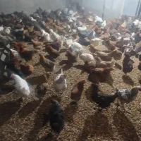 مرغ تخم گذار محلی|حیوانات مزرعه|خوشاب, |دیوار