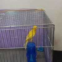 قناری رسمی بلندسوپر