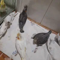 جوجه عروس هلندی