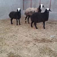 میش و برهای خالص* و اصیل شالی*