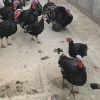 فروش بوقلمون