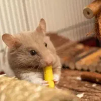 همستر|موش و خرگوش|بیرجند, |دیوار