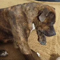 سگ پیتبول گمشده|حیوانات|گرگان, |دیوار