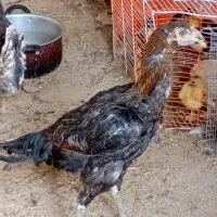 مرغ لاری اصیل ترک|حیوانات مزرعه|اسدآباد, |دیوار