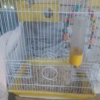 طوطی|پرنده|اصفهان, پارک خبرنگار|دیوار