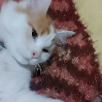 گربه پرشین بغلی