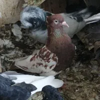 سینه  سرخ