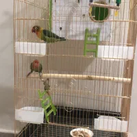 قفس پرنده|لوازم جانبی حیوانات|ری, شهرری|دیوار