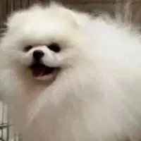 پامرانین خرسی