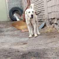 واگذاری پژدر