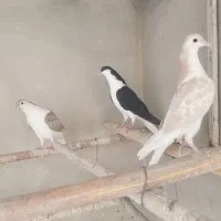 جوجه خوشرنگ|پرنده|خمینی‌شهر, |دیوار