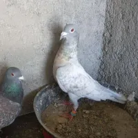 پلاکی طاوسی نر