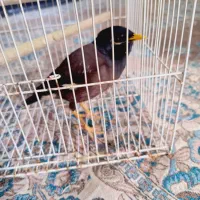 مینا|پرنده|نیشابور, دربقاضی|دیوار