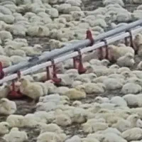 کارگر مرغداری گوشتی