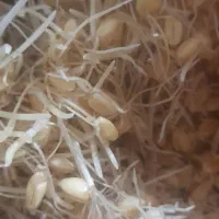 جوانه گندم وماش