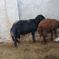 قوچ قره قزل|حیوانات مزرعه|رزن, |دیوار