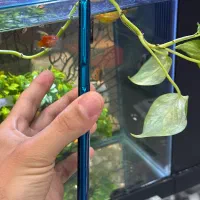 note9s|موبایل|شیراز, زند|دیوار