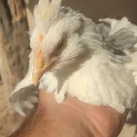 نیمچه گلین ۳.۵ ماهه همراه مرغ بالغ