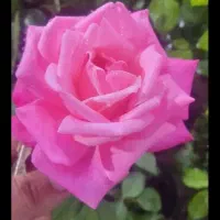 راهنمای لطفا